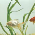 Fantail Goldfish Living Pack Of 12