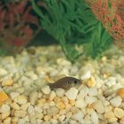 Bluegill Living Pack Of 3