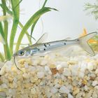 Blue Channel Catfish Ictalurus Punctatus Living Pack Of 3