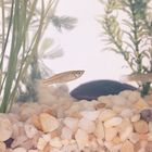 Gambusia Mosquito Fish