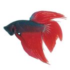 Living Male Betta Splendens