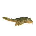 Plecostomus Sucker, Living, Pack of 3