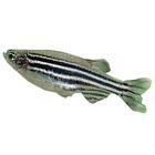 Zebra Fish (Danios)