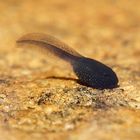 Tadpoles Early Larval Stages Living Voucher Pack Of 12