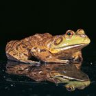 Bullfrogs Living