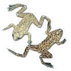 Dwarf Aquarium Frog Living Pack Of 3