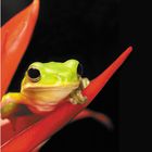 Tree Frog Hyla Living Pack Of 3