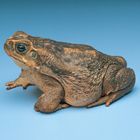 Giant Toad Living Usually Male 10 12 Cm Pack Of 3