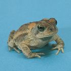 Small Toad Living Pack Of 3