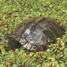 Turtle Large 8 10 Living