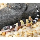 Leopard Gecko