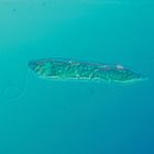 Euglena Culture, Living