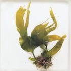 Seaweed (Collected)