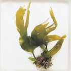 Ascophyllum Living Seaweed