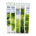 Filamentous Green Algae Set Living