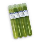 Algae: Food for Freshwater Invertebrates, Living