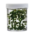 Algae Beads, Chlorella, Living, Pack of 200