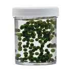 Algae Beads Chlorella Living Pack Of 200