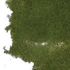Chlorococcum hypnosporum, Living