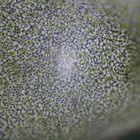 Enteromorpha, Living