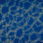 /images/fpo/product-140x140.gif