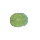 Green Algae, Pandorina Morum
