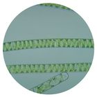 Spirogyra, Living