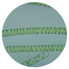 Spirogyra Living