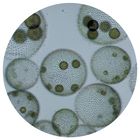 Green Algae, Volvox