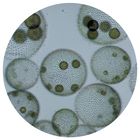 Green Algae Volvox