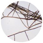/images/fpo/product-140x140.gif