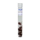 Gracilaria verrucosa Individual Culture, Living