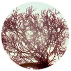 Polysiphonia, Living