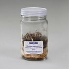 Cyathus stercoreus, Living, Jar