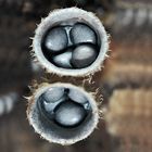 Coprinus species