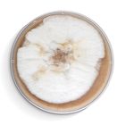 Panellus stipticus, Living, Plate