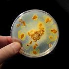 Physarum Polycephalum Plasmodium Living Plate