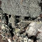 Lichen Set, Living