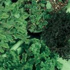 Liverwort Set, Living