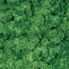 Marchantia, Living