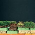 Moss Set, Living
