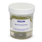 Moss Protonemata, Living, Culture