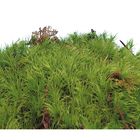 Vegetative Moss, Living