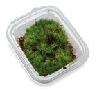 Dicranum (Pillow Moss), Living