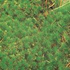 Polytrichum Hair Cap Moss Living