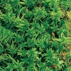 Sphagnum (Bog Moss), Living