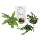 Fern Set, Living
