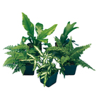 Tropical Fern Set, Living