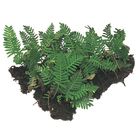 Polypodium, Living