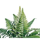 Korean Rock Fern